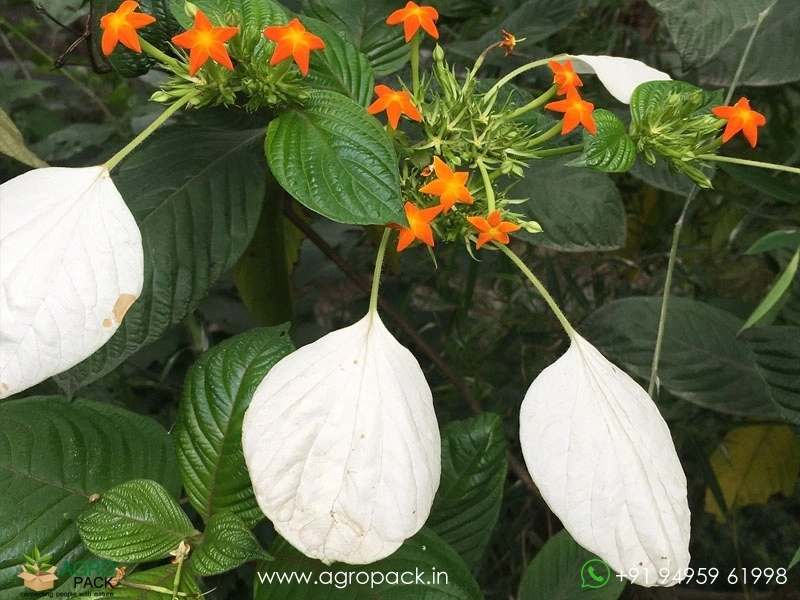 Mussaenda-Wild4