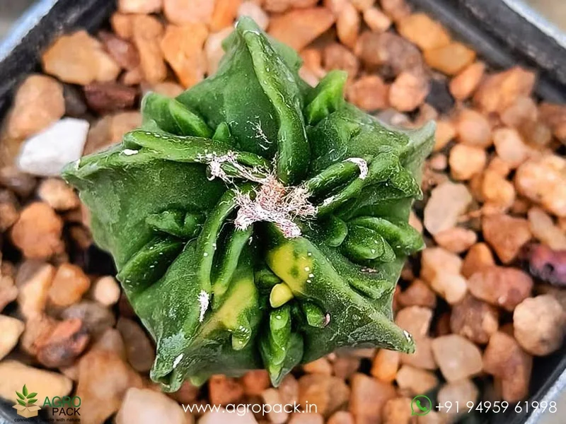 Myriostigma-Fukuryu-Variegated1