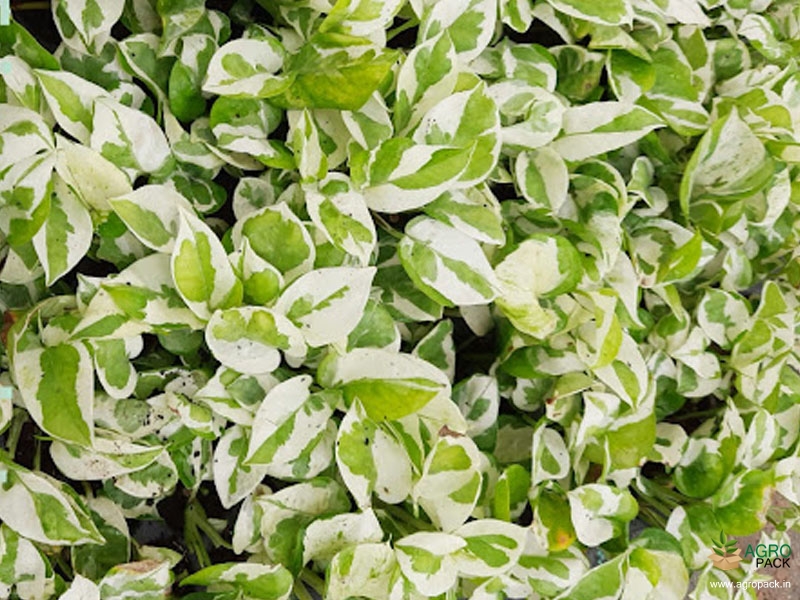 N-Joy-Money-Plant1