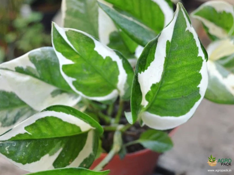 N-Joy-Money-Plant2