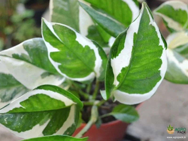N-Joy-Money-Plant2