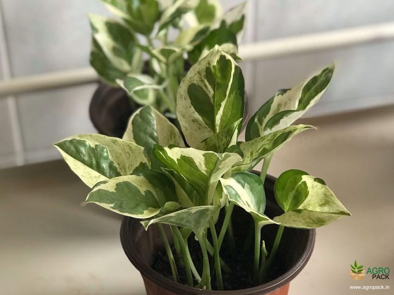 N-Joy-Money-Plant3