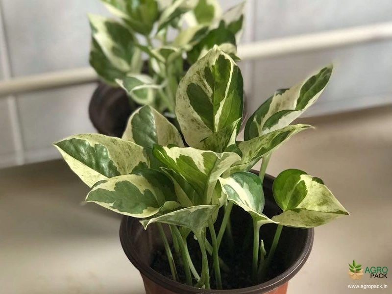 N-Joy-Money-Plant3