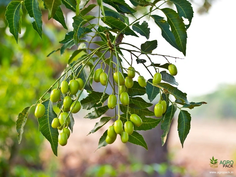 Neem2