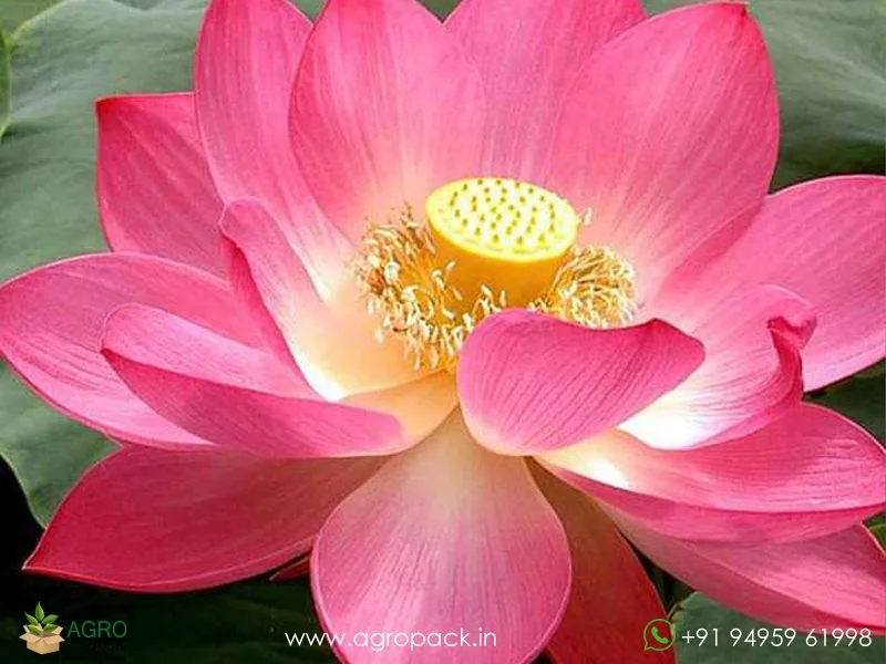 Nelumbo-nucifera-Lotus3