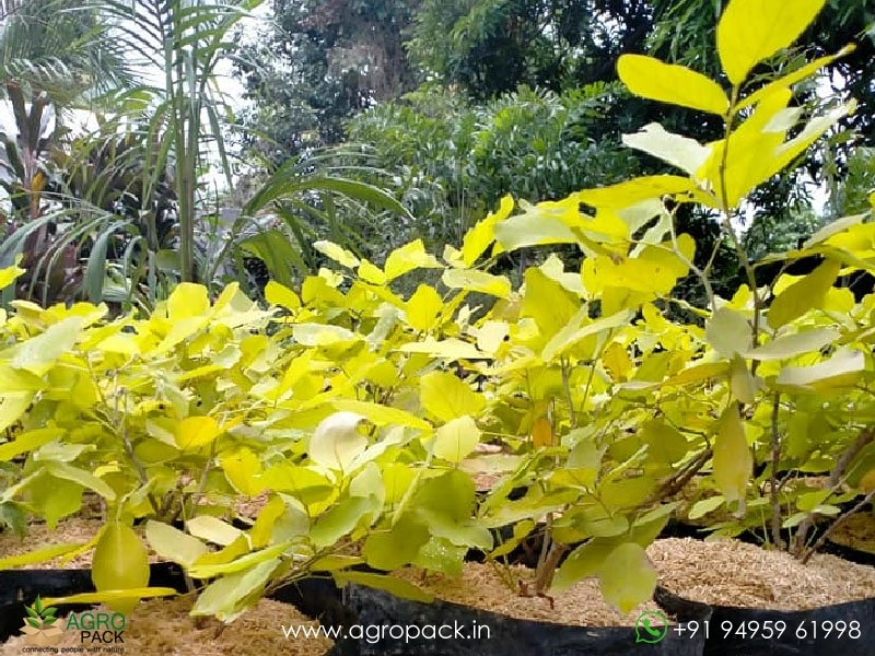 Neon-Legumes1
