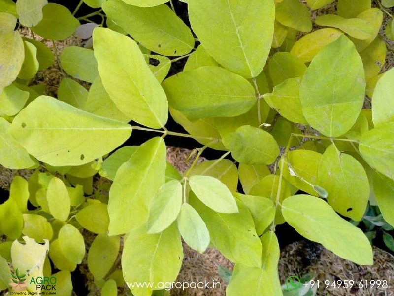 Neon-Legumes2