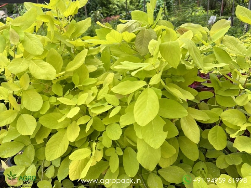 Neon-Legumes4