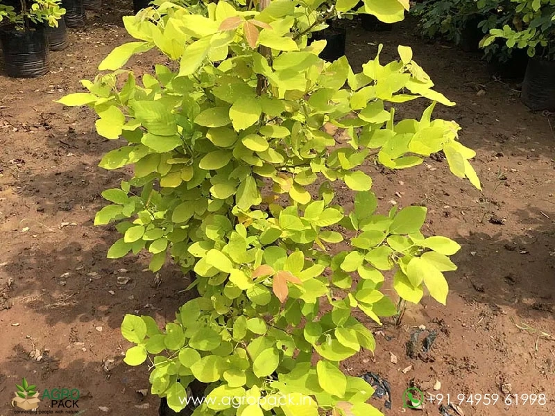 Neon-Legumes6