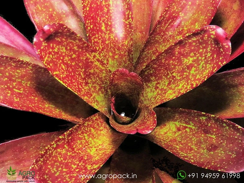 Neoregelia-Gold-Fever-Bromeliad1