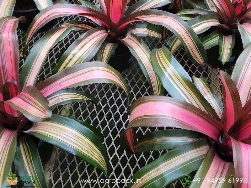 Neoregelia-Julia-Bromeliad1