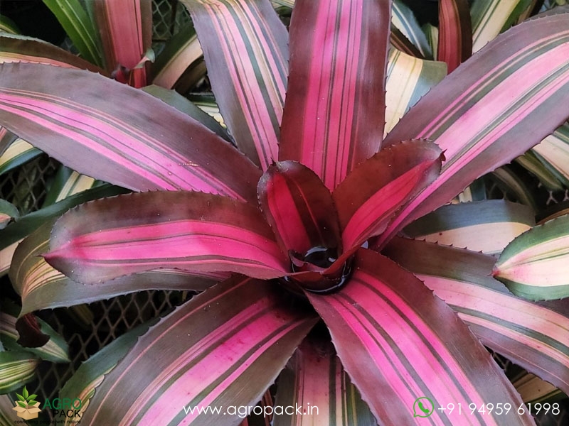 Neoregelia-Julia-Bromeliad2