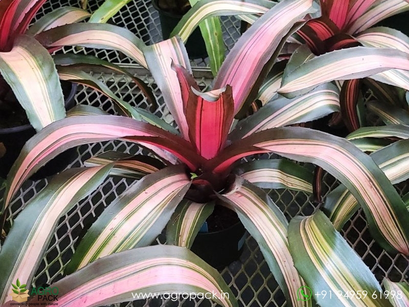 Neoregelia-Julia-Bromeliad3
