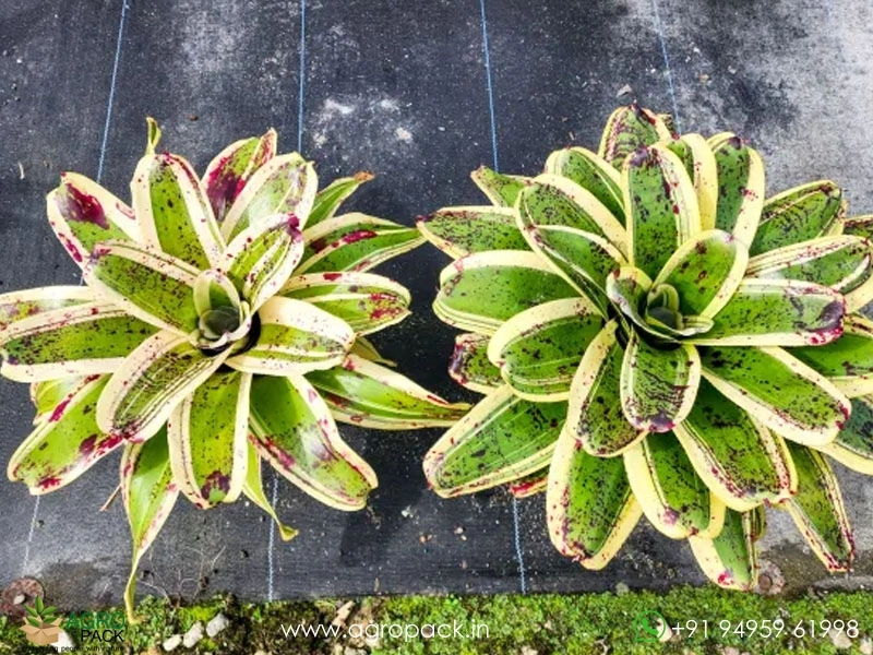 Neoregelia-Lnkwell-Bromeliad1