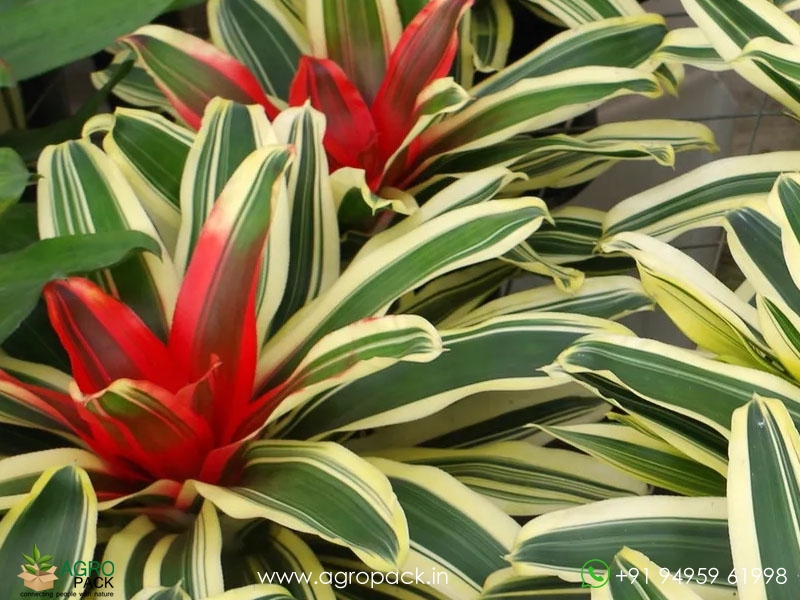 Neoregelia-Morado-Bromeliad1