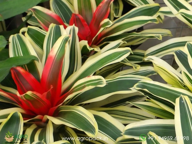 Neoregelia-Morado-Bromeliad1