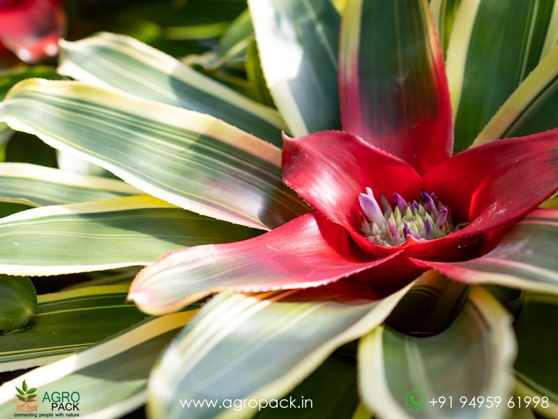 Neoregelia-Morado-Bromeliad2
