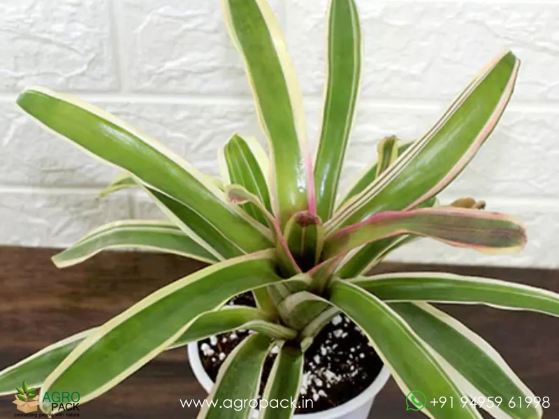 Neoregelia-Morado-Bromeliad3