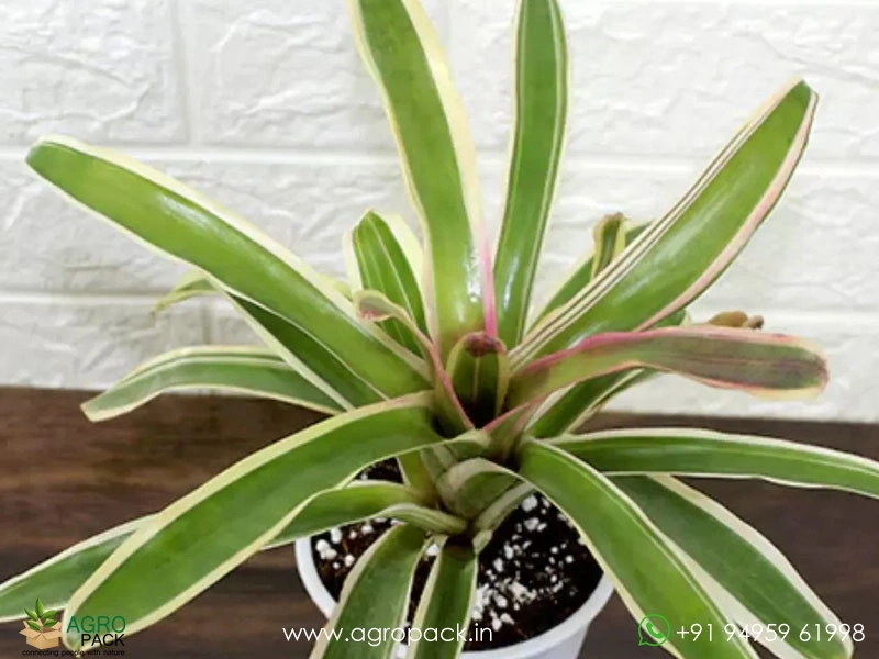 Neoregelia-Morado-Bromeliad3