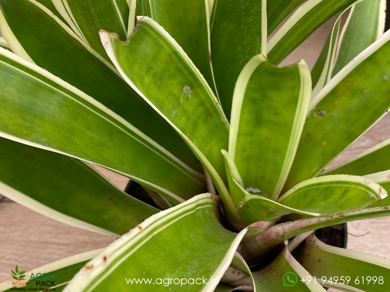 Neoregelia-Morado-Bromeliad4