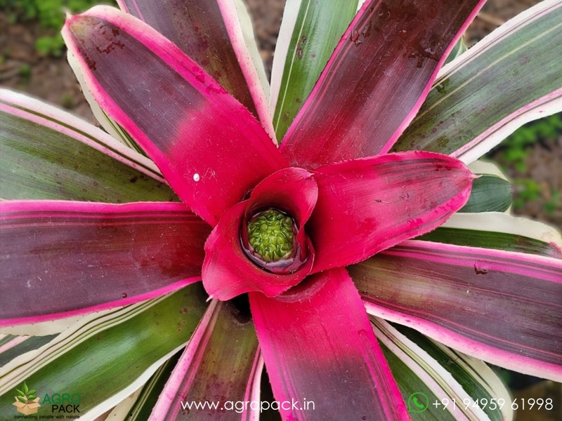 Neoregelia-Raphaels-Bromeliad1