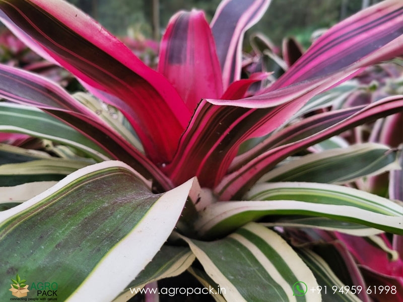 Neoregelia-Raphaels-Bromeliad2