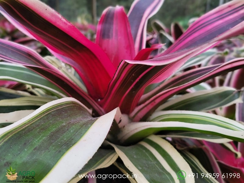 Neoregelia-Raphaels-Bromeliad2
