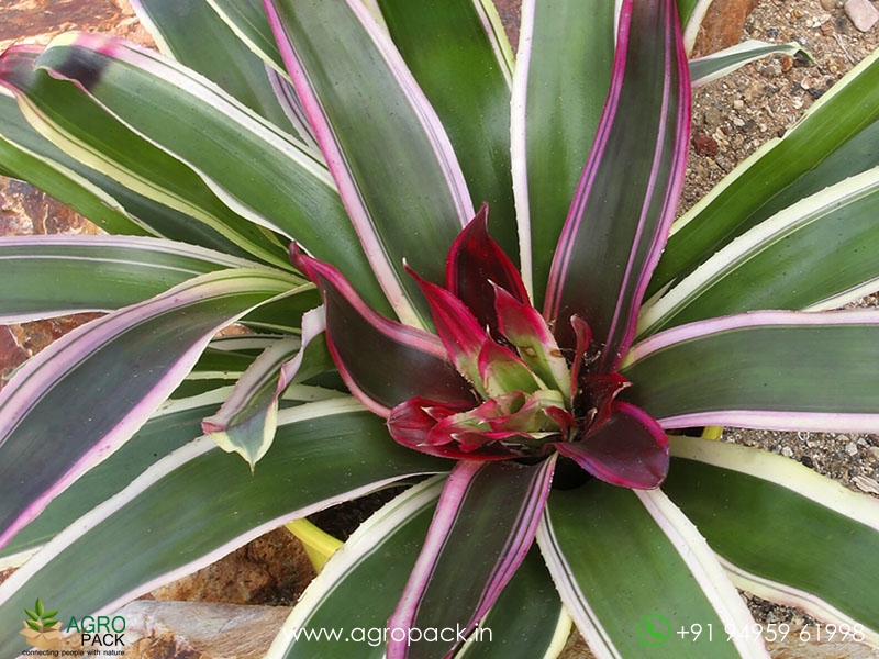 Neoregelia-Raphaels-Bromeliad3