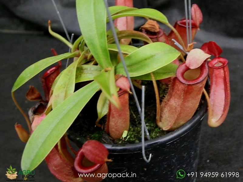 Nepenthes-Lady-Luck-Pitcher1