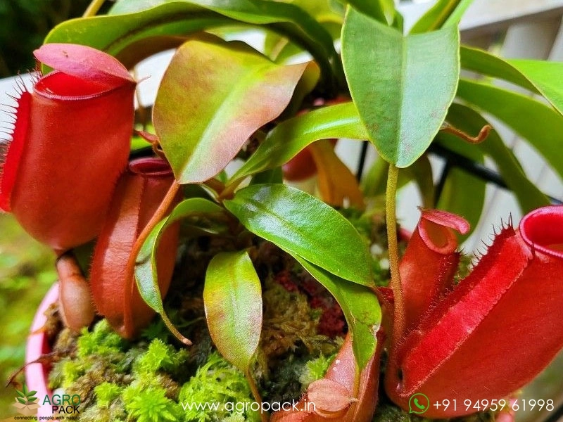 Nepenthes-Lady-Luck-Pitcher3