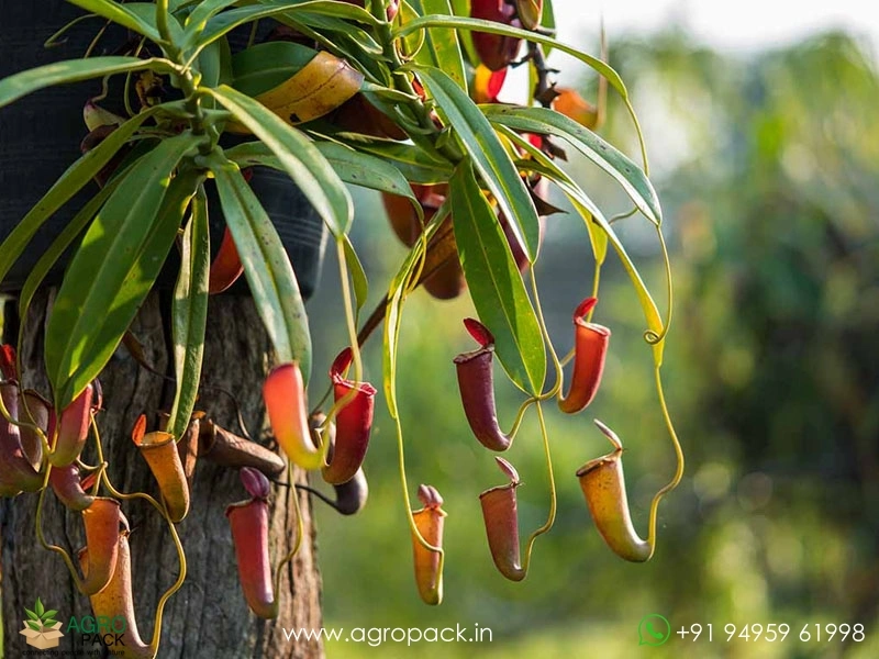 Nepenthes-Pitcher10