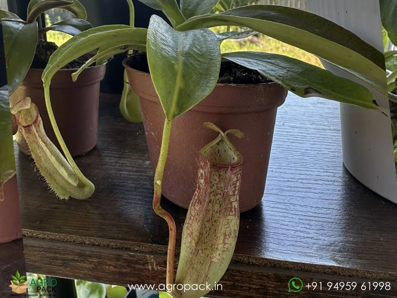 Nepenthes-Pitcher3