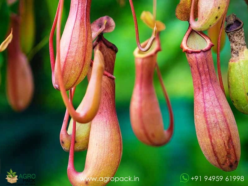 Nepenthes-Pitcher5