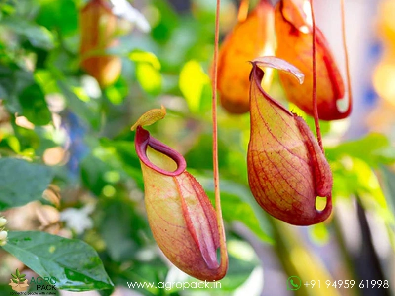 Nepenthes-Pitcher9