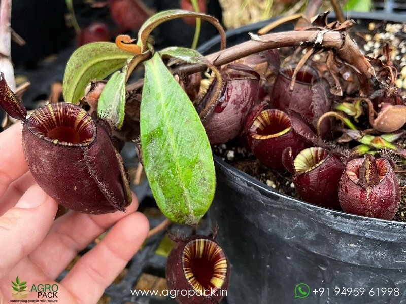Nepenthes-ampullaria-Black-Miracle-Carnivorous1