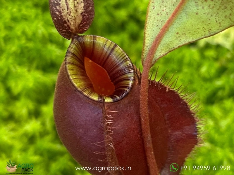 Nepenthes-ampullaria-Black-Miracle-Carnivorous2