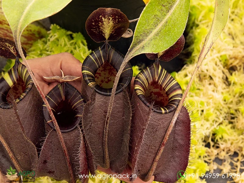 Nepenthes-ampullaria-Black-Miracle-Carnivorous3