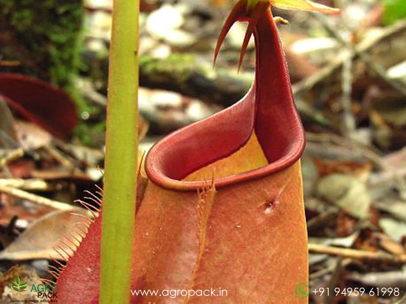 Nepenthes-bicalcarata-carnivorous1