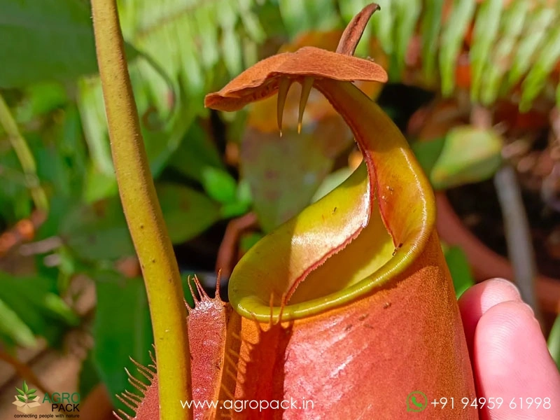 Nepenthes-bicalcarata-carnivorous3
