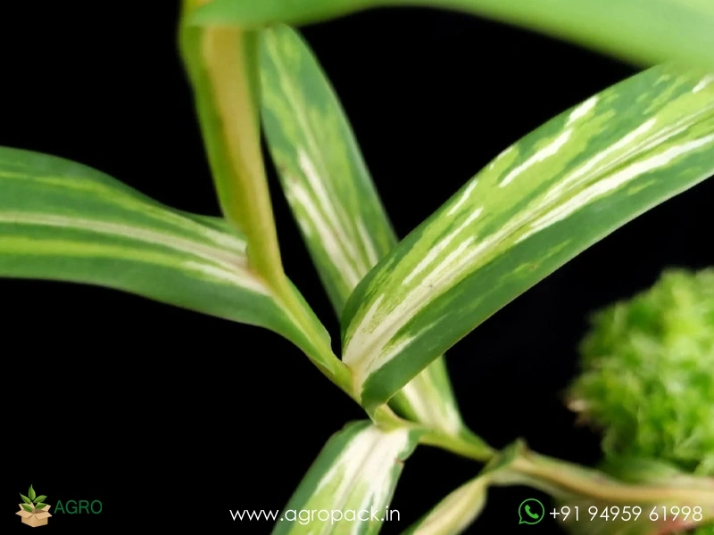 Nepenthes-gracilis-variegated-carnivorous1