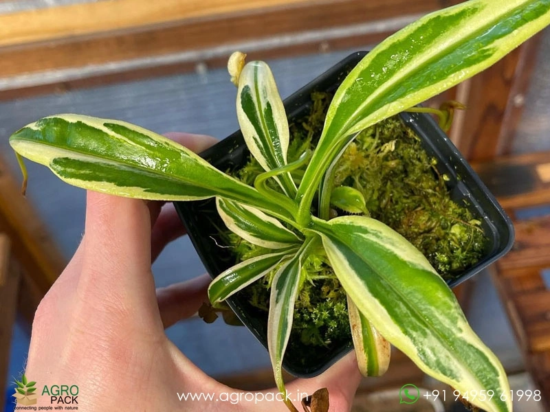 Nepenthes-gracilis-variegated-carnivorous2