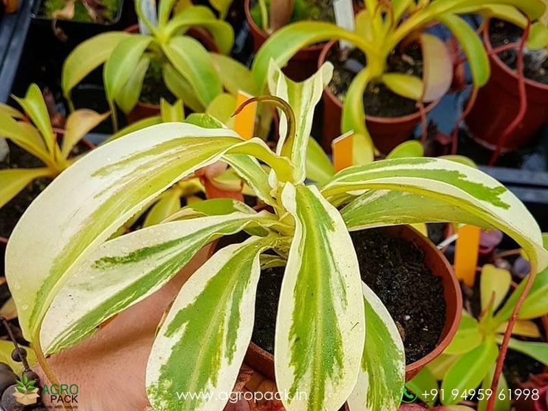Nepenthes-gracilis-variegated-carnivorous3