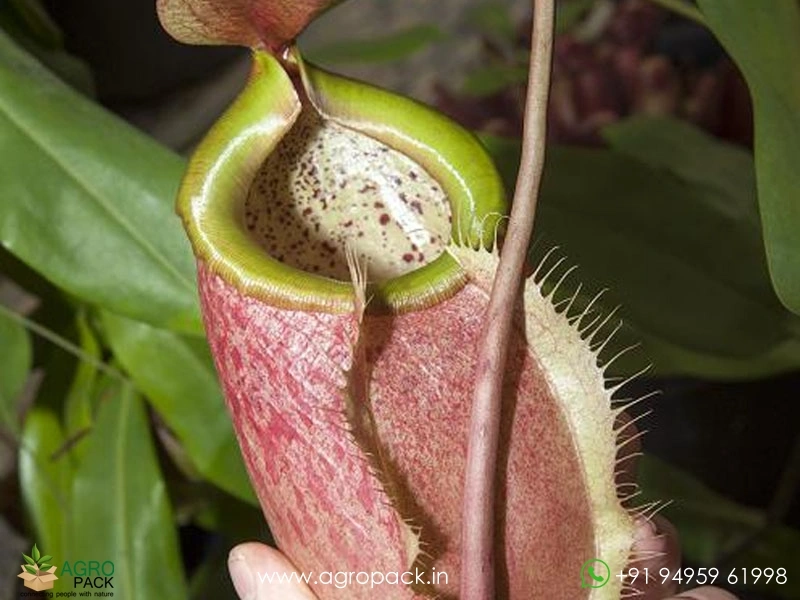 Nepenthes-merrilliana-Carnivorous1