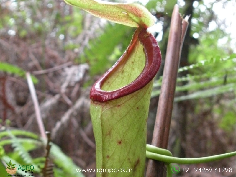 Nepenthes-mirabilis-Red-Lips-carnivorous3