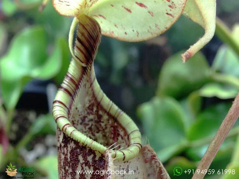 Nepenthes-rafflesian-carnivorous2