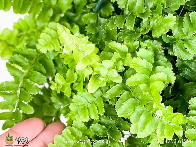 Nephrolepis-Exaltata-Pom-Pom-Fern1