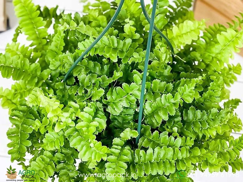 Nephrolepis-Exaltata-Pom-Pom-Fern2