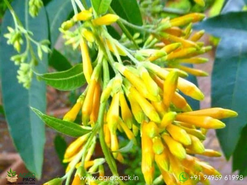 Night-Blooming-Jasmine1