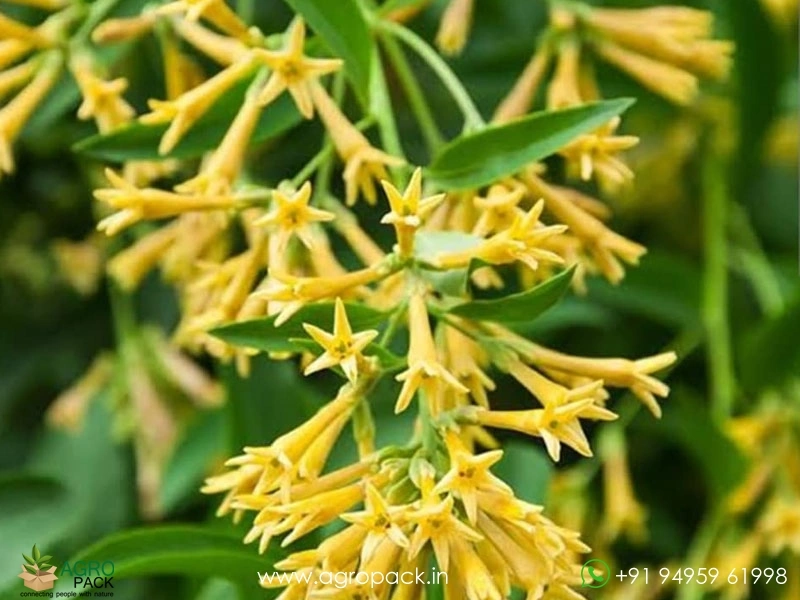 Night-Blooming-Jasmine2