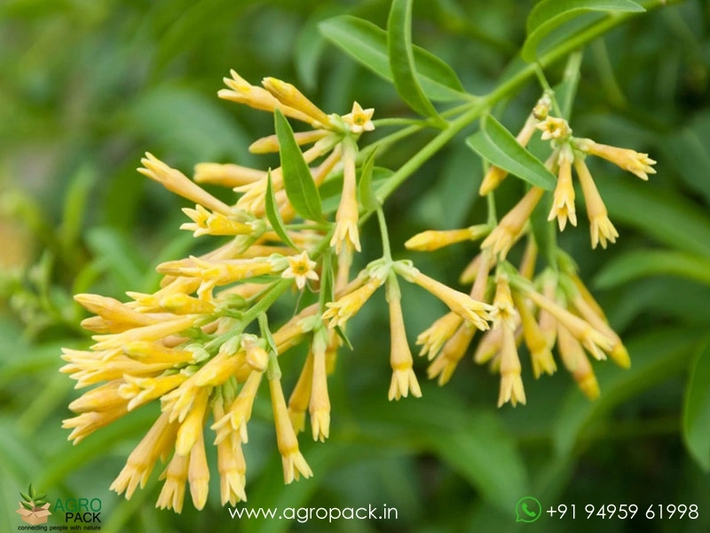Night-Blooming-Jasmine3